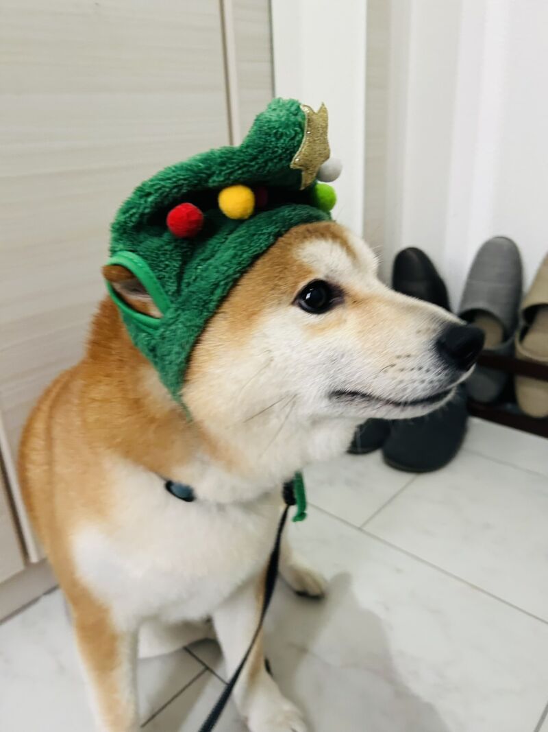 Image for the Tweet beginning: 今日は寒風の中、高橋区議とともに、企業や病院、地域の皆さまへ年末のご挨拶に伺いました。
本日がお仕事納めの方も多いかと思います。一年間、本当にお疲れさまでした。

写真がなかったので、昨日撮った愛犬チャロの一枚を載せます🐕
年末まで、ご挨拶や夜警パトロールも引き続き頑張ります。 